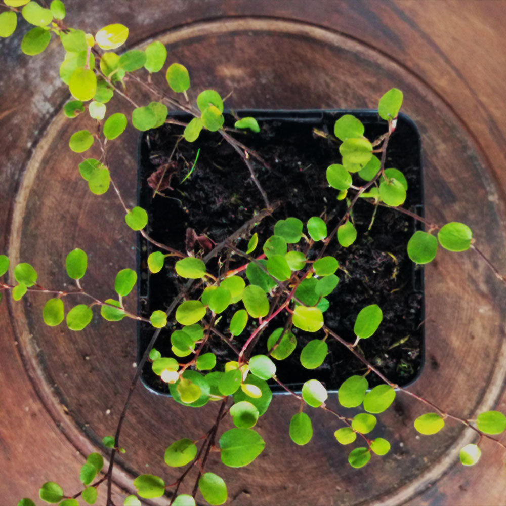 Muehlenbeckia complexa 'Golden Girl'