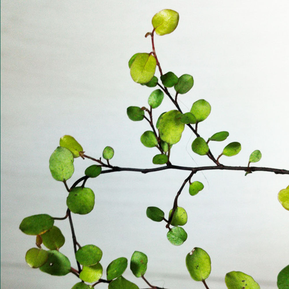 Muehlenbeckia complexa 'Golden Girl'