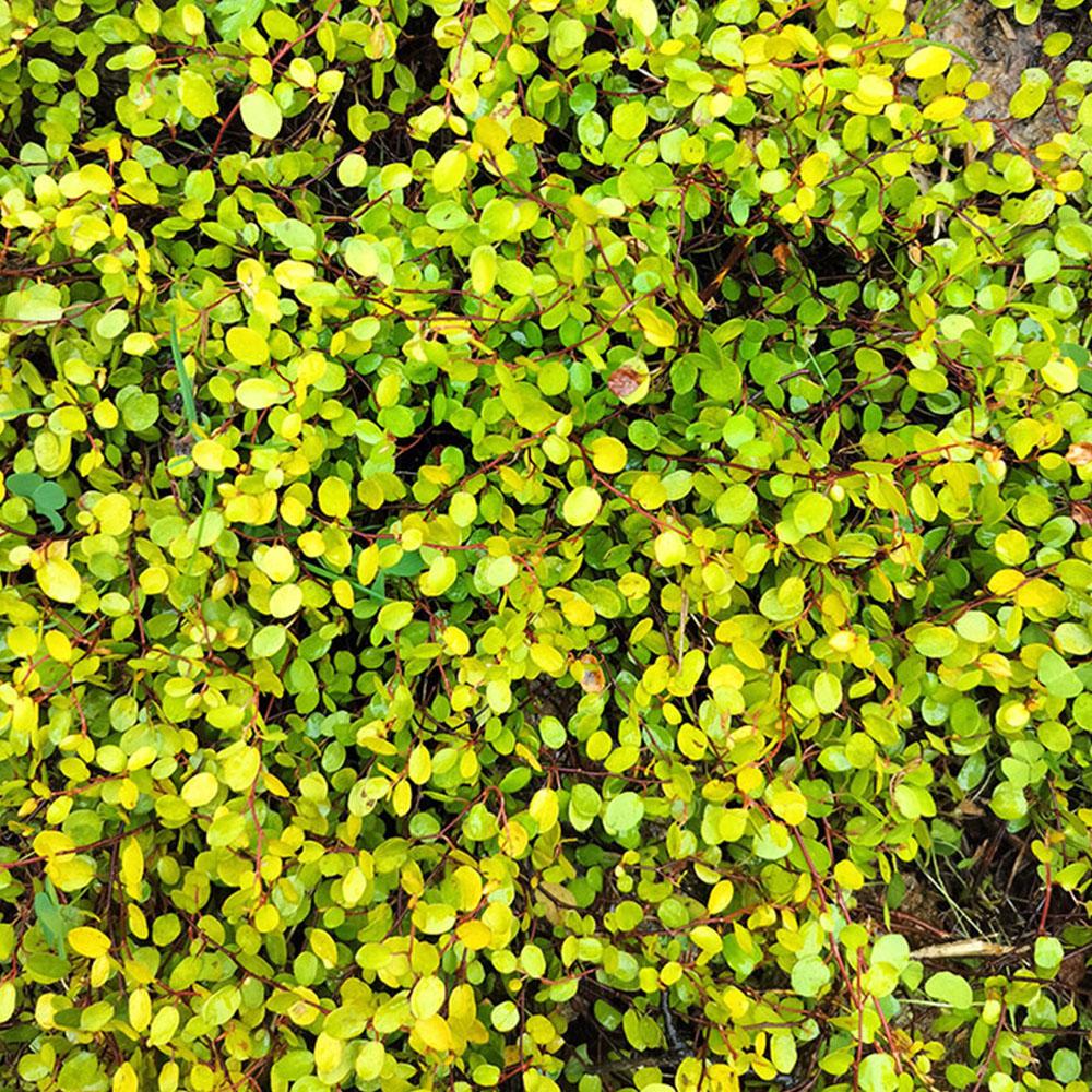 Muehlenbeckia complexa 'Golden Girl'