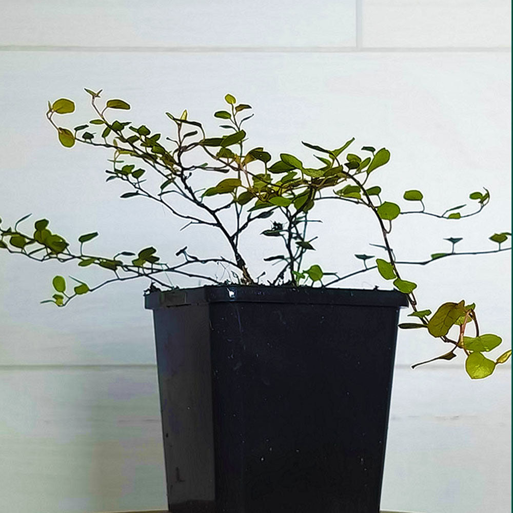 Muehlenbeckia complexa 'Golden Girl'