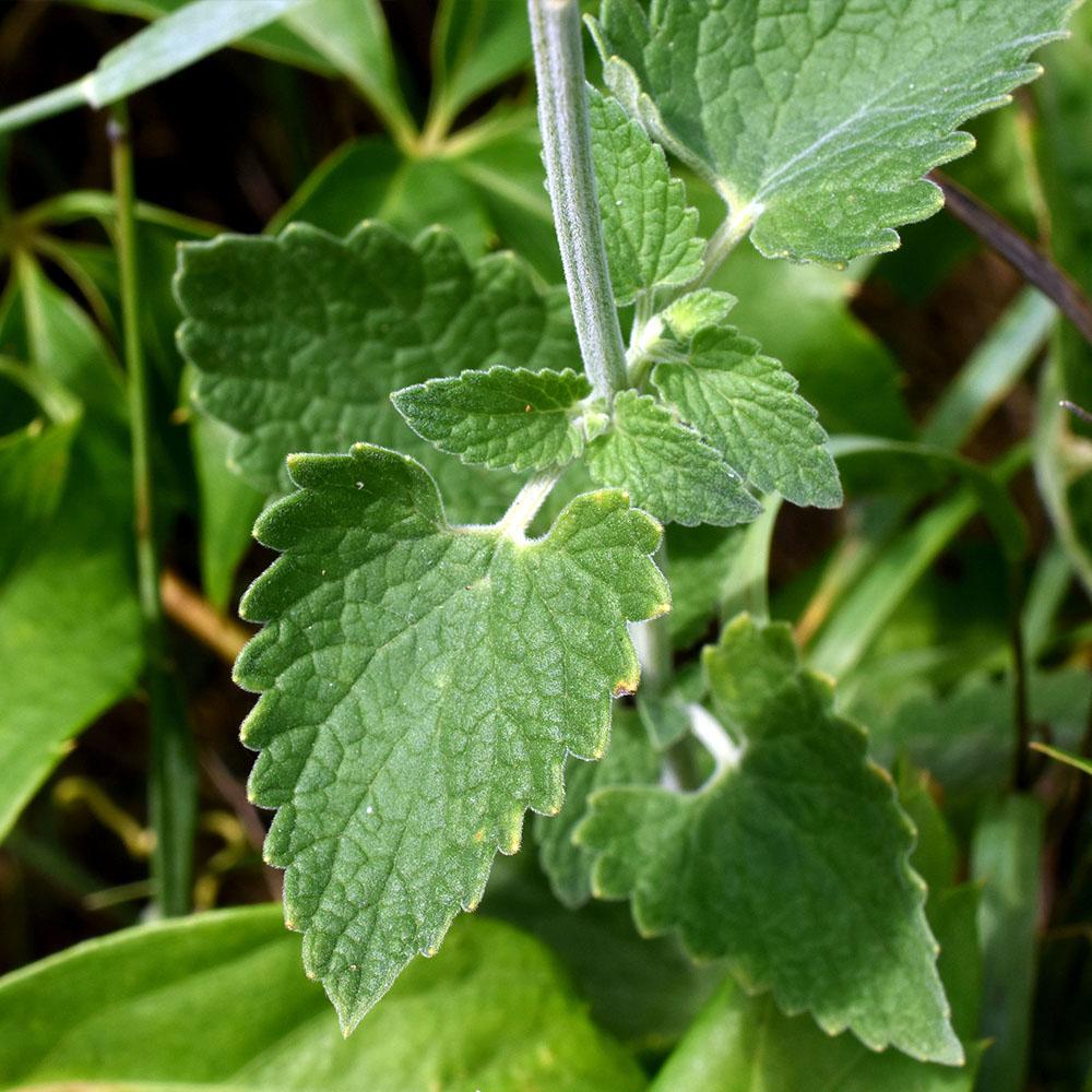 Nepeta cataria