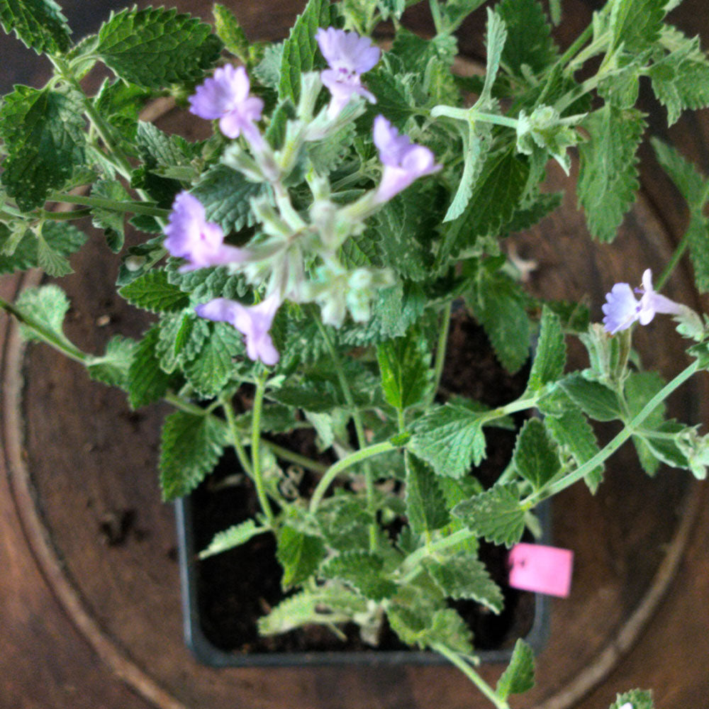 Nepeta x faassenii 
