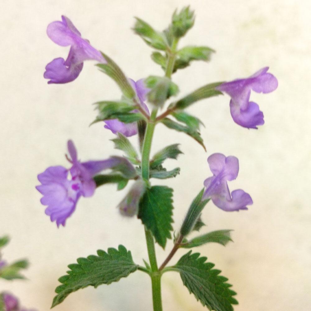 Nepeta x faassenii 