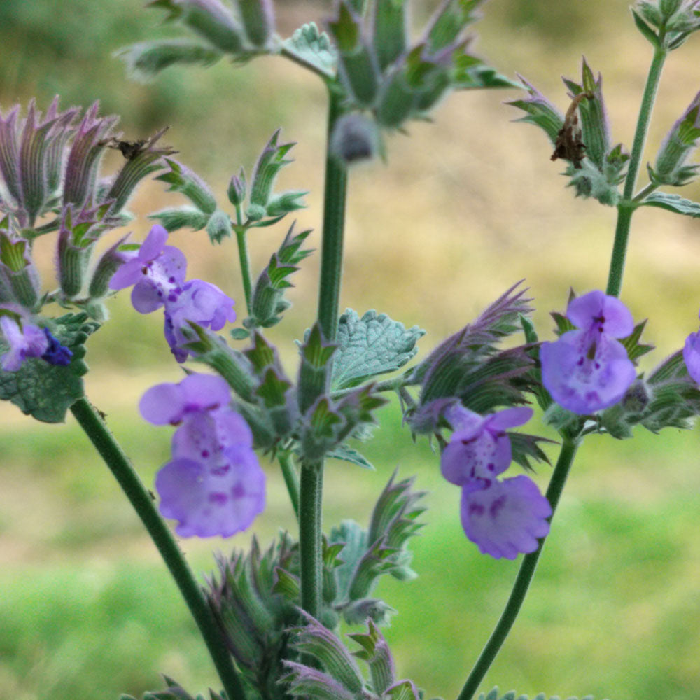 Nepeta x faassenii 