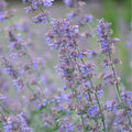 Nepeta x faassenii Six Hill's Giant