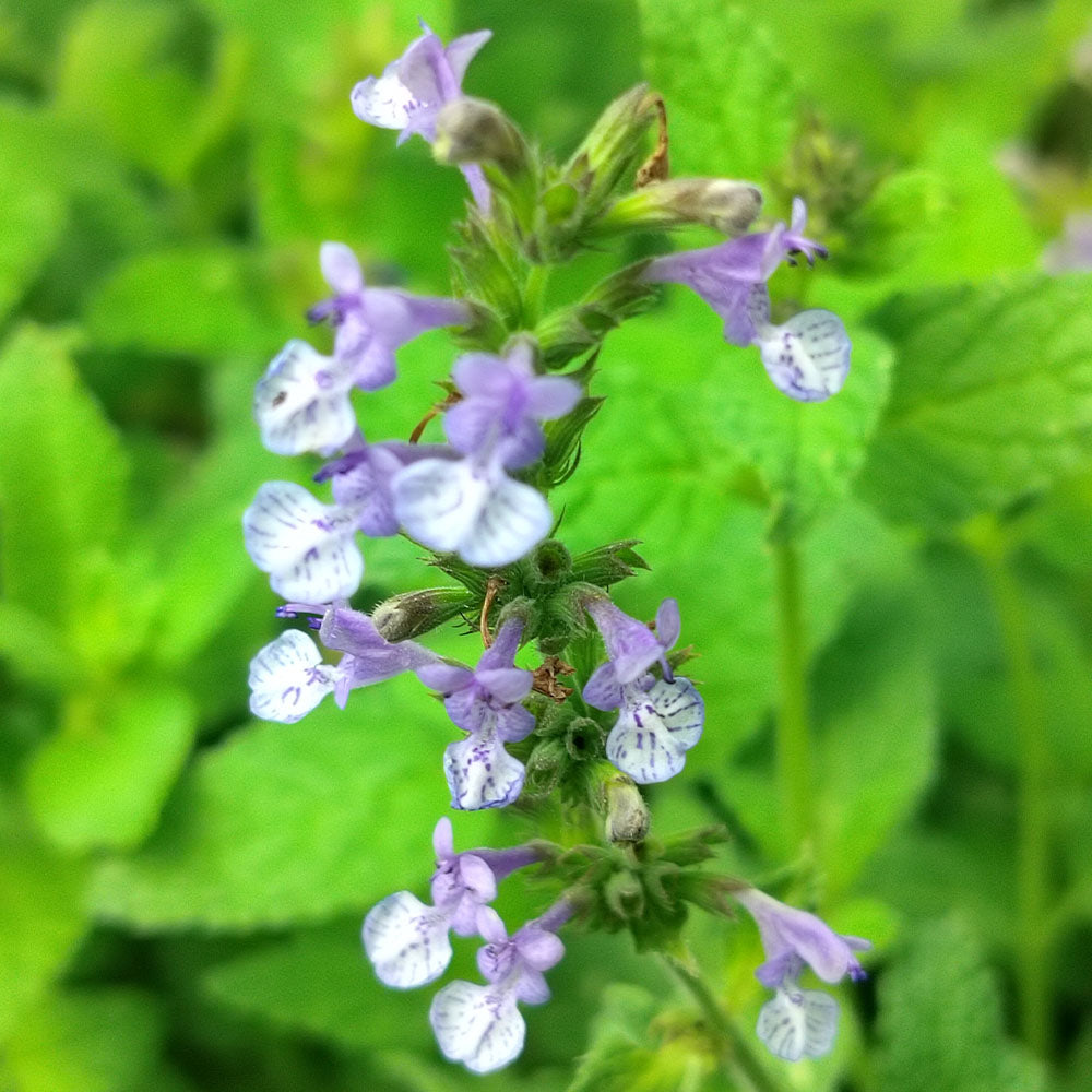 Nepeta Stewartiana 