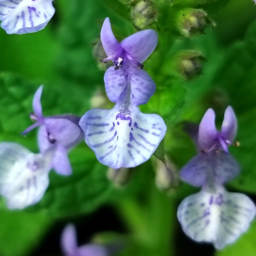 Nepeta Stewartiana 