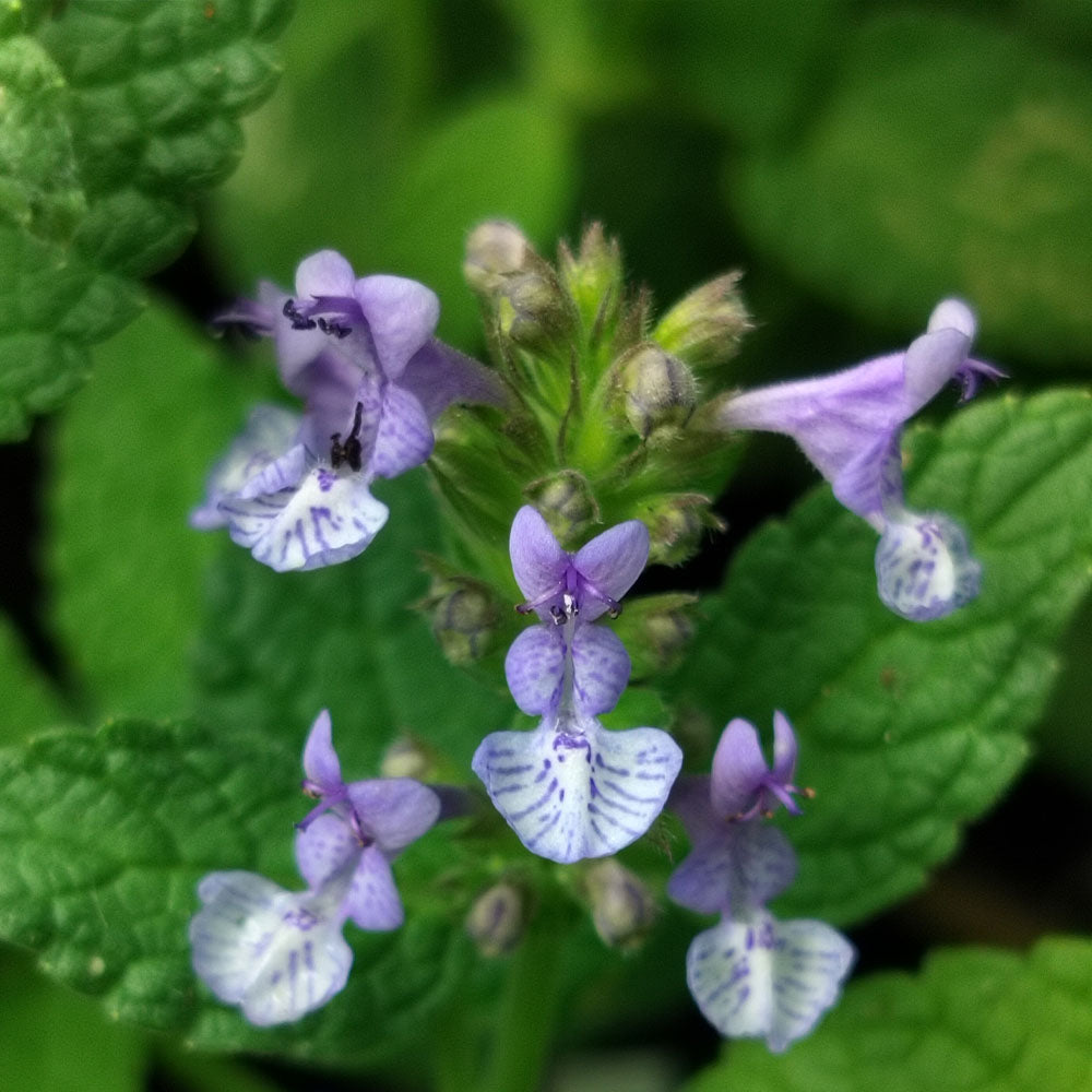 Nepeta Stewartiana 