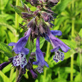 Nepeta Stewartiana 