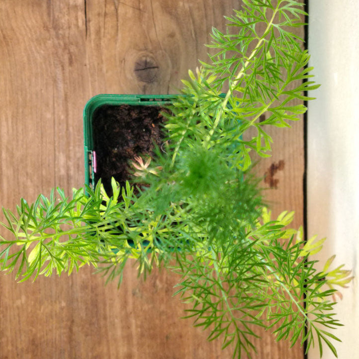 Nigella damascena
