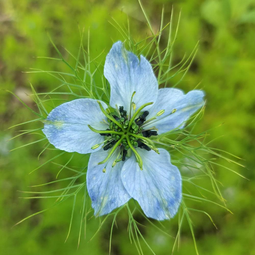 Nigella damascena