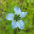 Nigella damascena