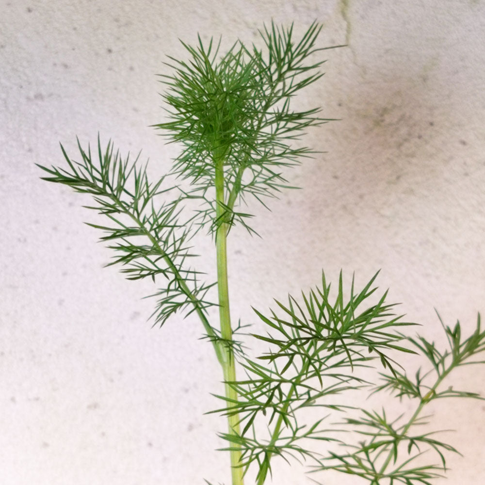 Nigella damascena