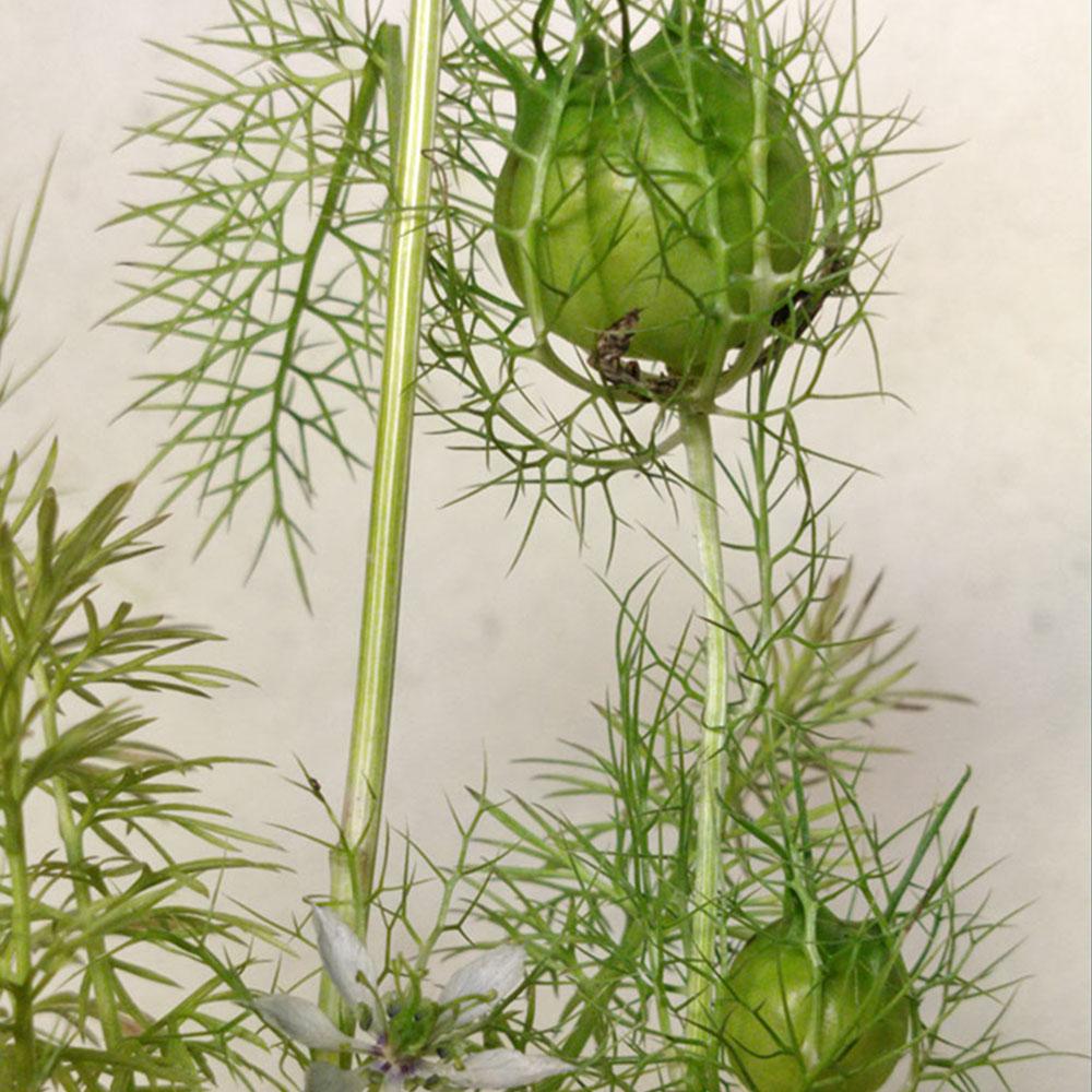 Nigella Damascena
