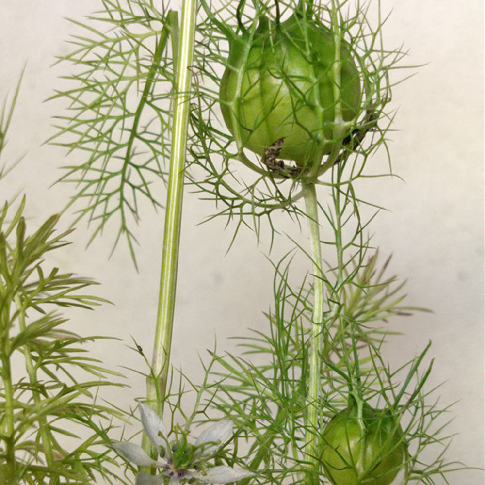 Nigella damascena