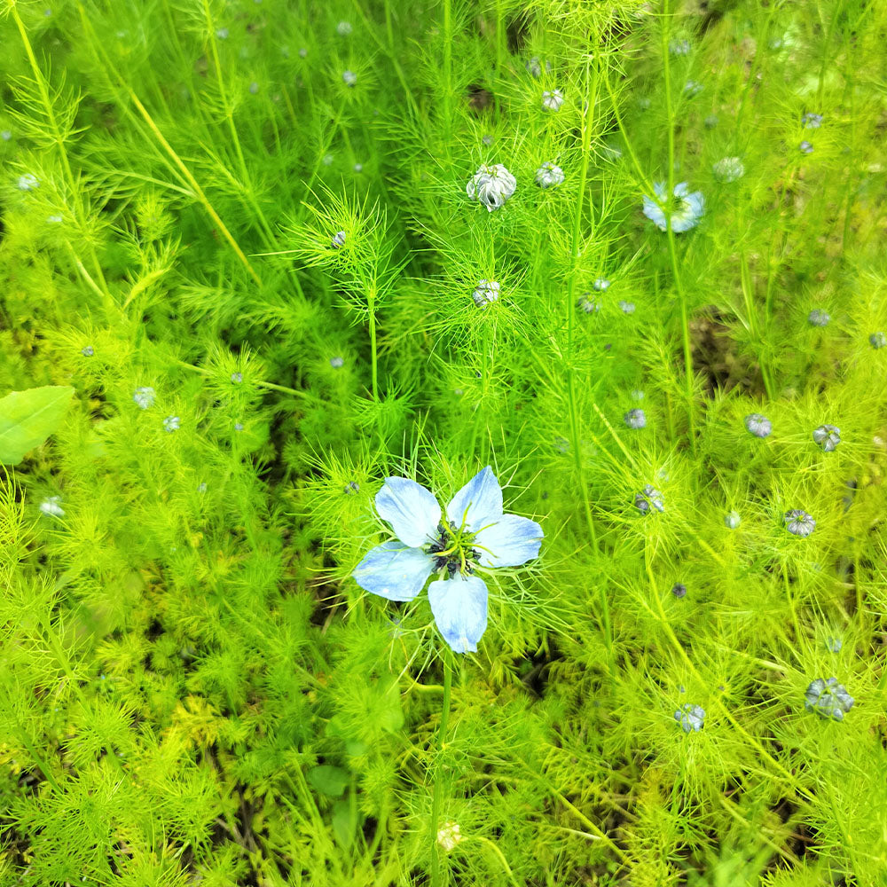 Nigella Damascena