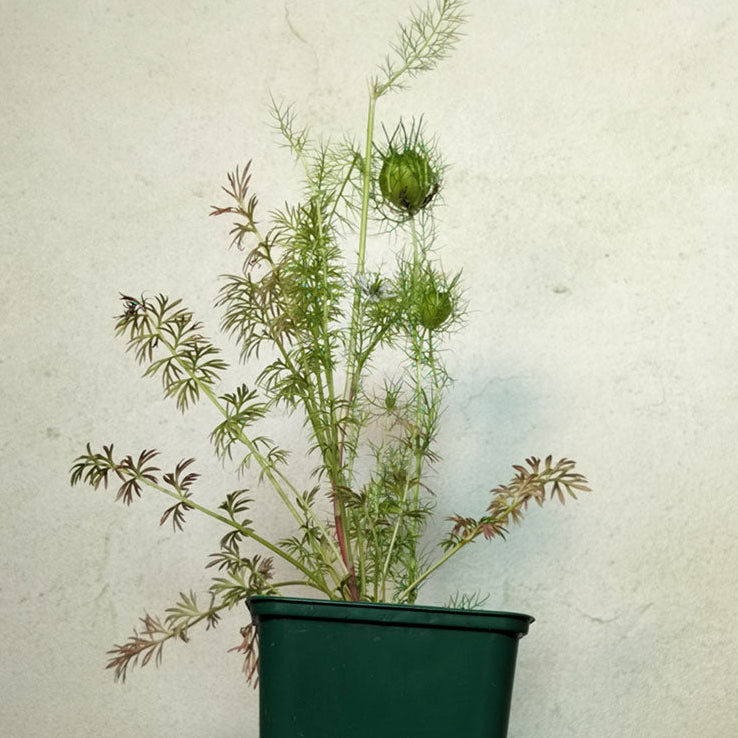 Nigella damascena