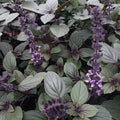 Ocimum kilimandscharicum