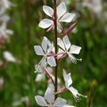 Gaura lindheimeri - Oenothera lindheimeri