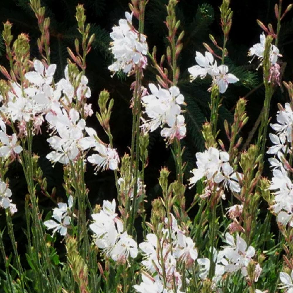 Gaura lindheimeri - Oenothera lindheimeri