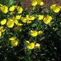 Oenothera fruticosa subsp. glauca