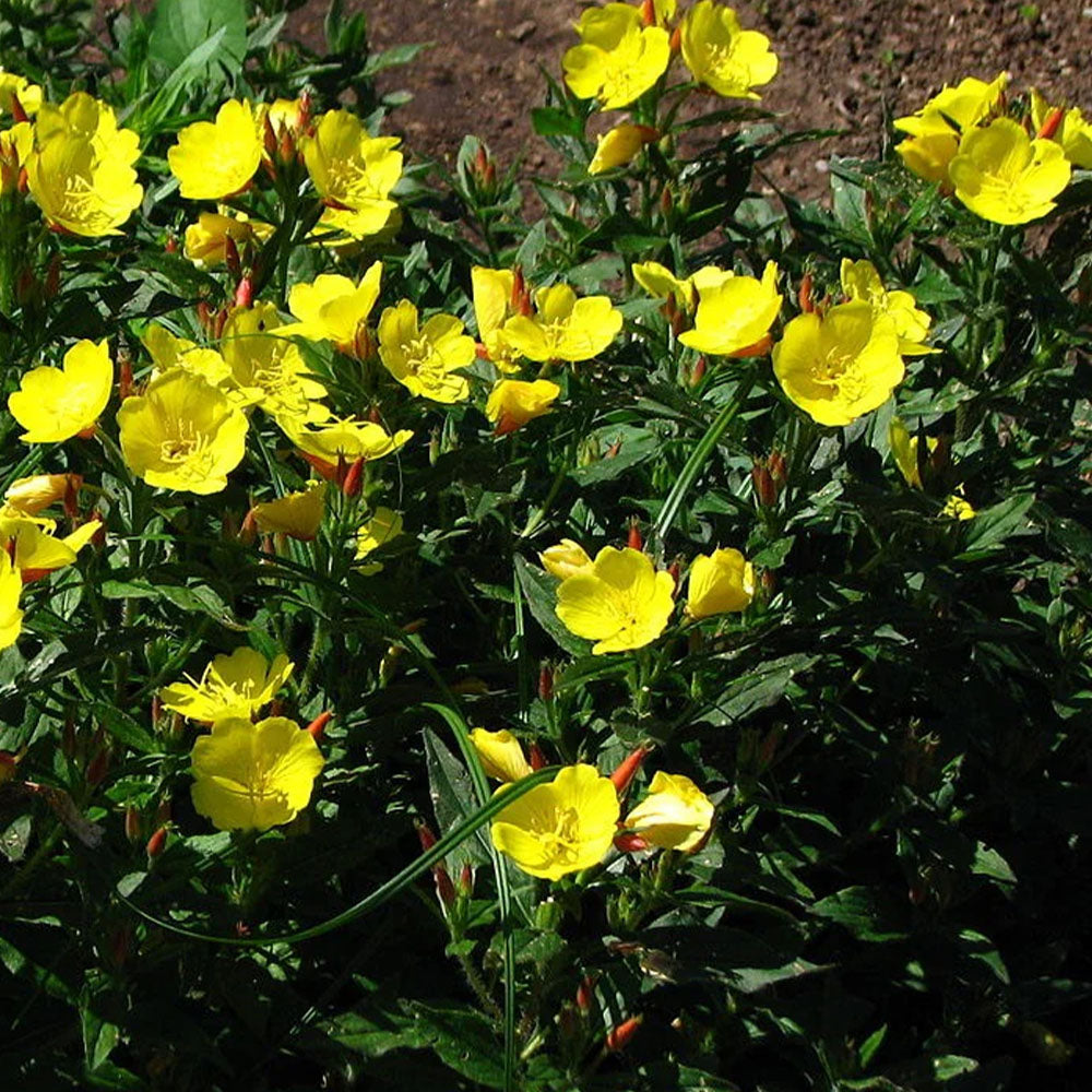 Oenothera fruticosa subsp. glauca