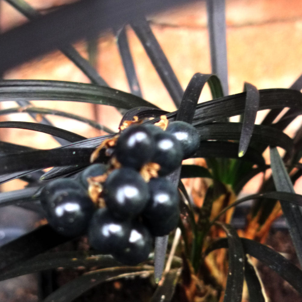 Ophiopogon nigrescens