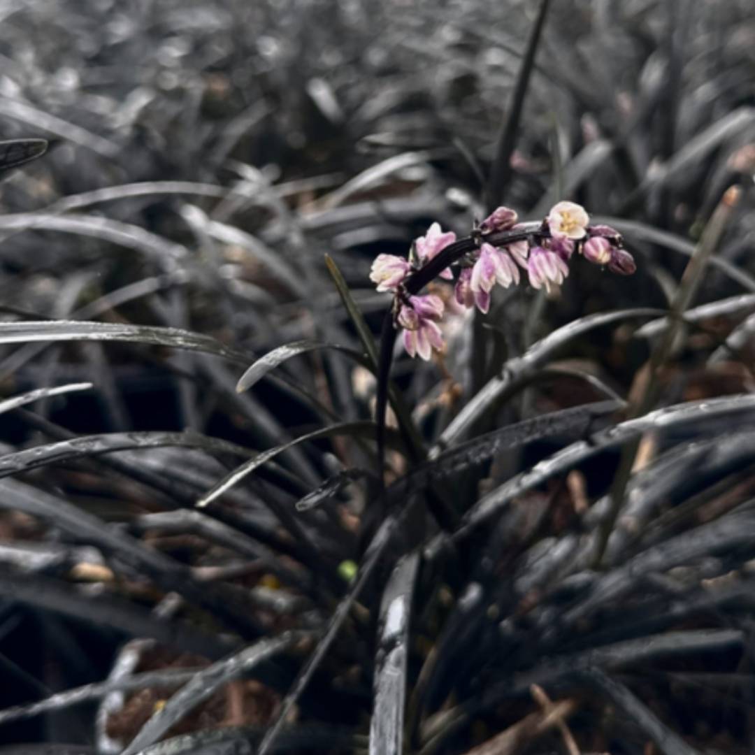 Ophiopogon nigrescens