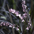 Ophiopogon nigrescens