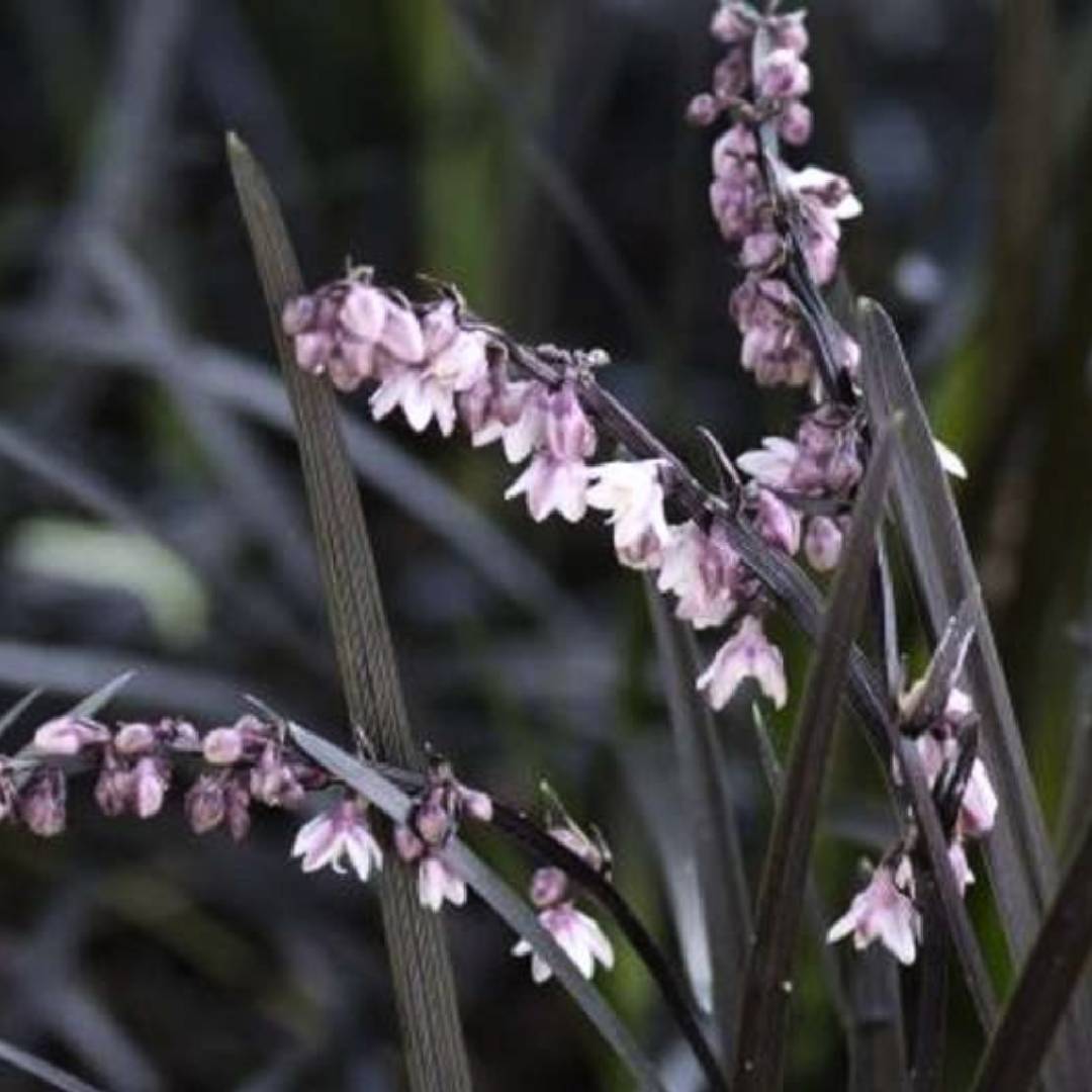 Ophiopogon nigrescens