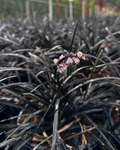 Ophiopogon nigrescens