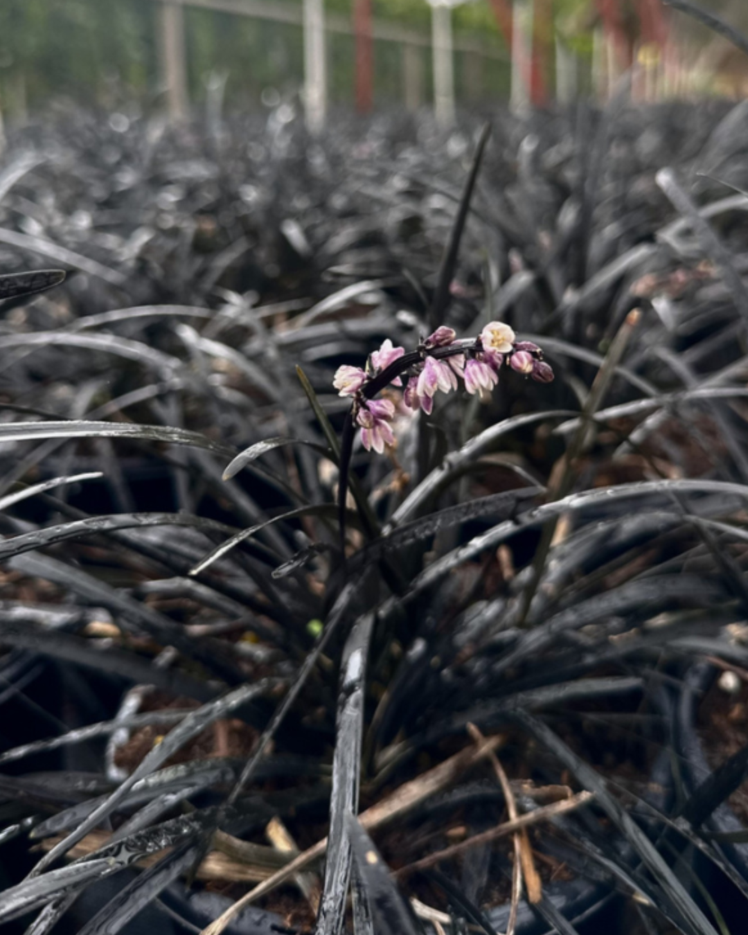 Ophiopogon nigrescens