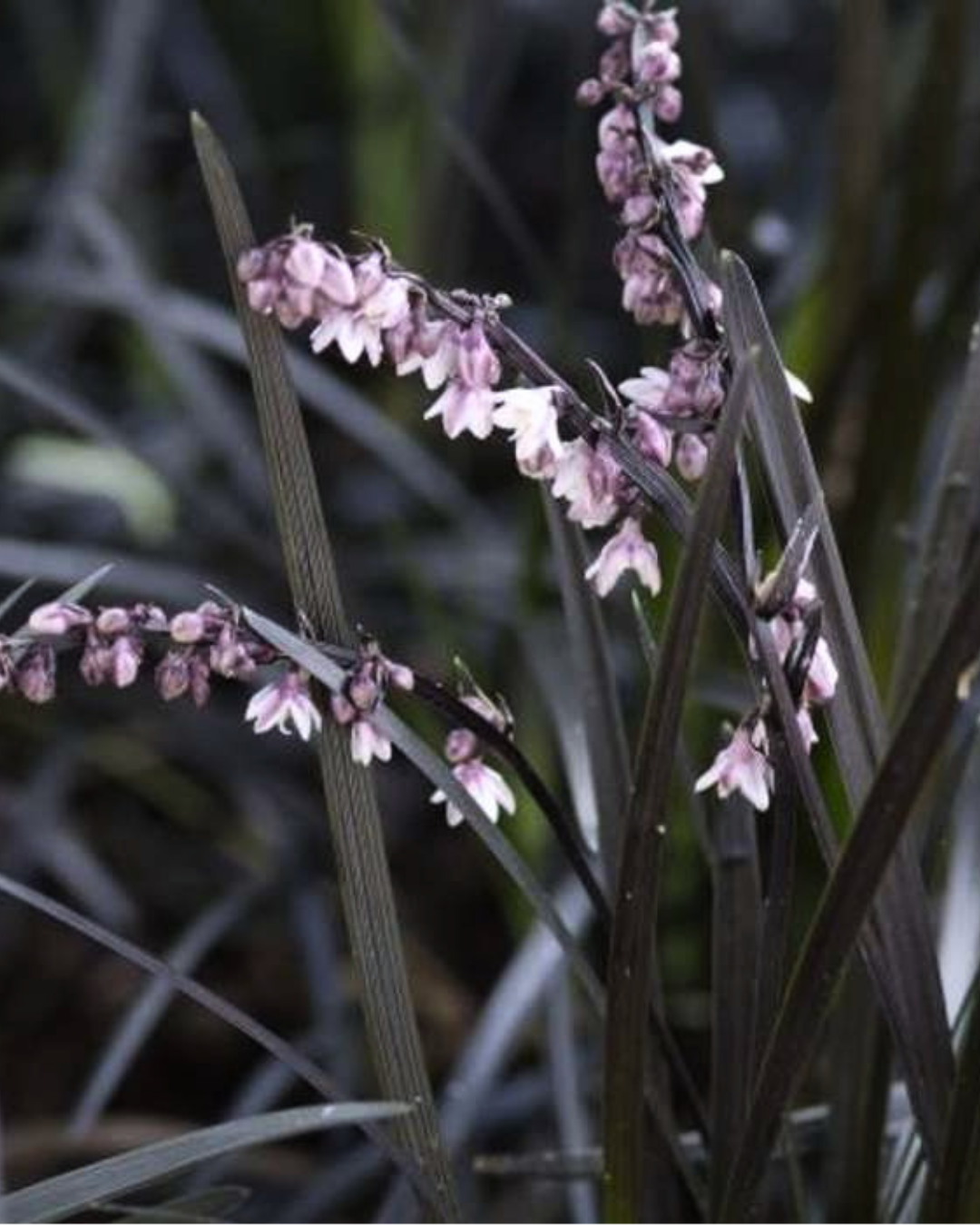 Ophiopogon nigrescens