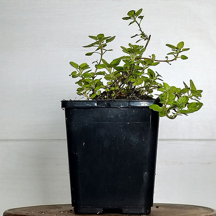Origanum vulgare 'Thumbles Variety'