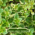 Origanum vulgare Variegatum