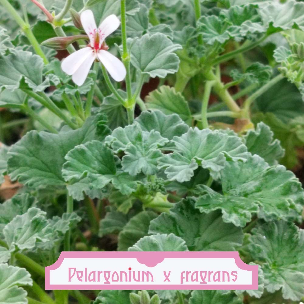 Pelargonium × fragrans