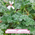 Pelargonium × fragrans