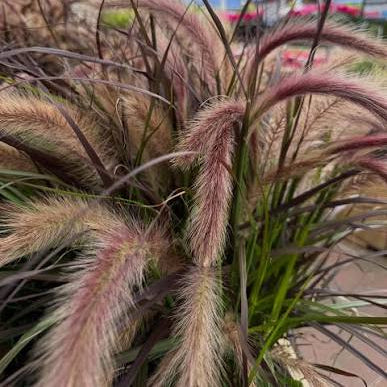Pennisetum advena 'Tiny Tails'
