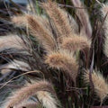 Pennisetum advena 'Tiny Tails'