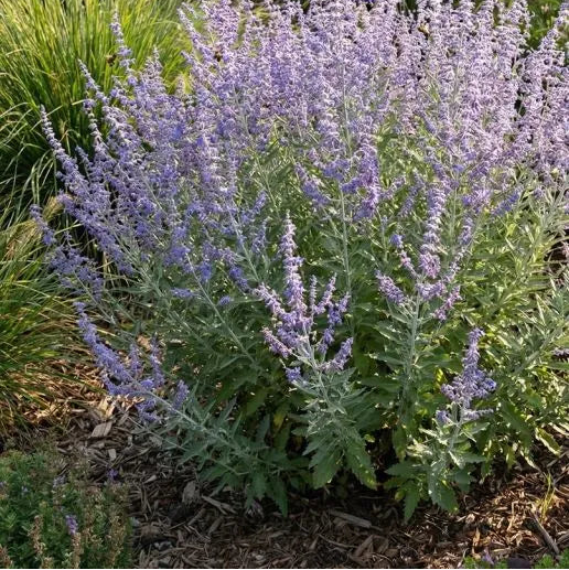 Perovskia atriplicifolia 'Prime Time'