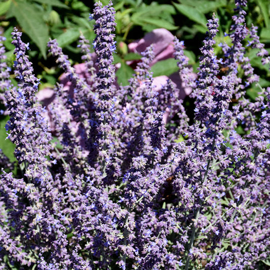 Perovskia atriplicifolia 'Prime Time'