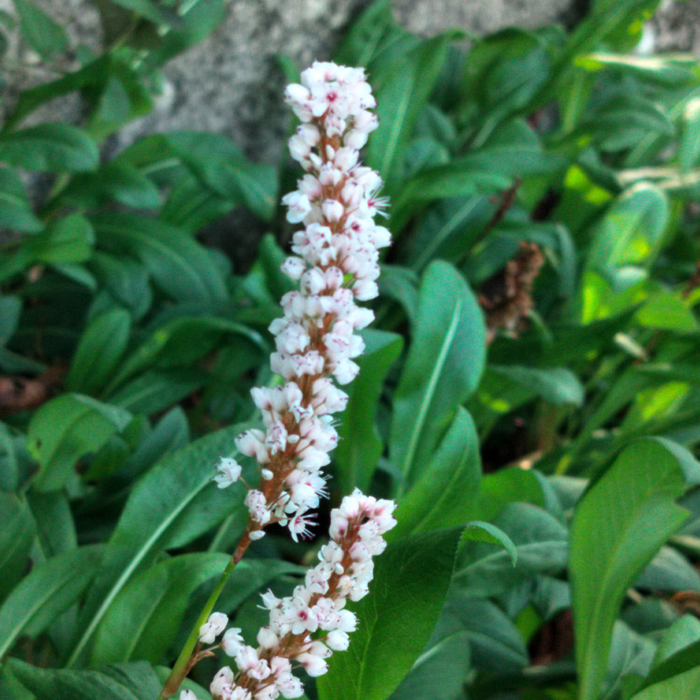 Persicaire Donald Lowndes 