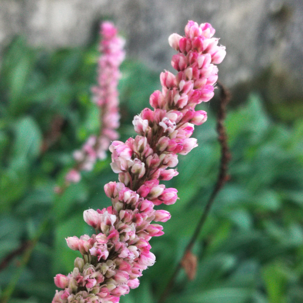 Persicaire Donald Lowndes 