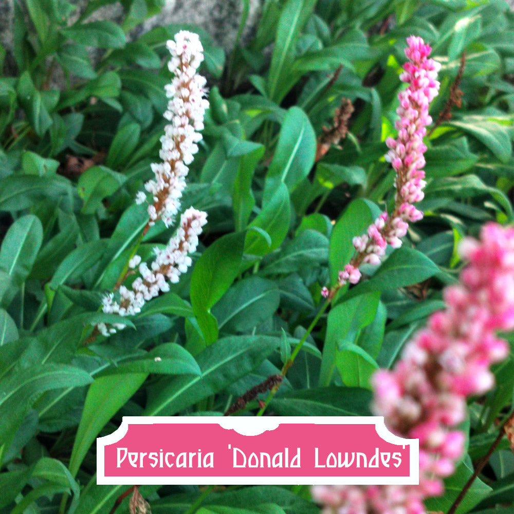 Persicaria Donald Lowndes