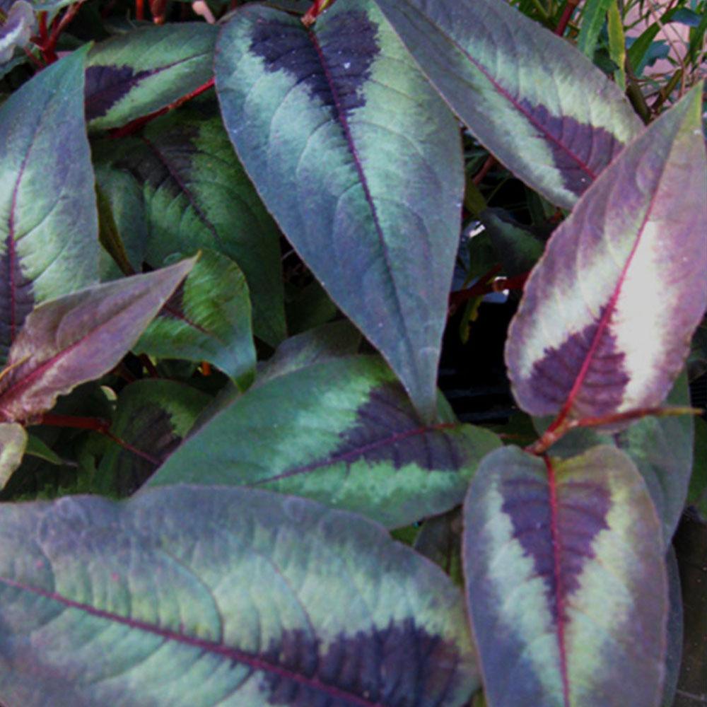 Persicaria microcephala 'Red Dragon'