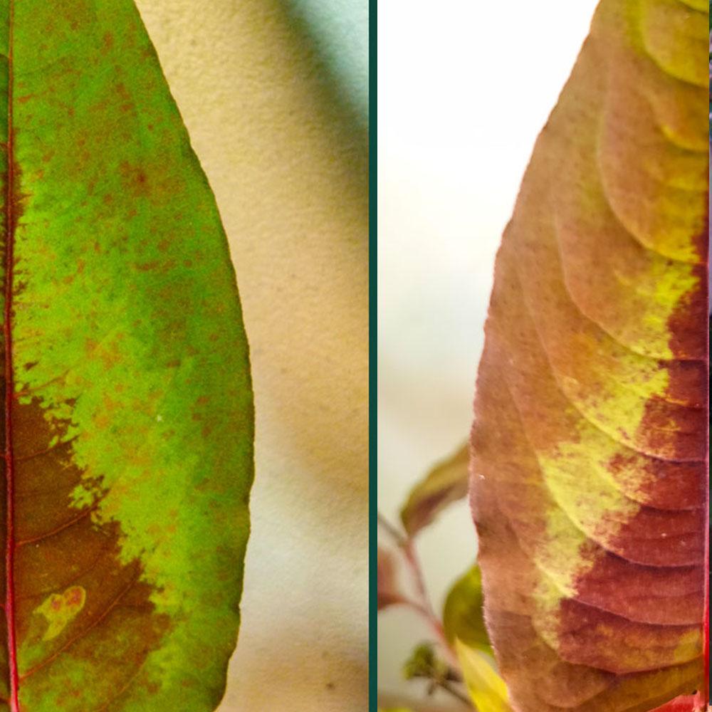 Persicaria microcephala 'Dragon Rouge' 