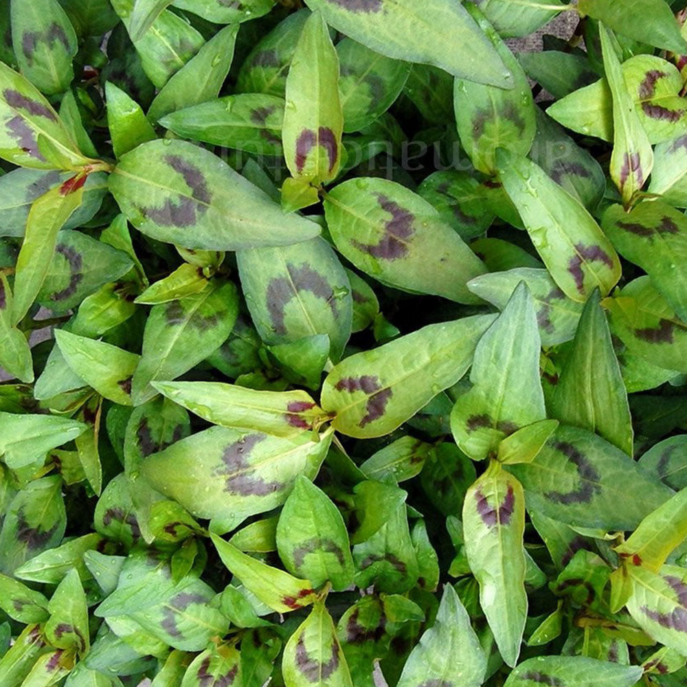 Persicaria odorata