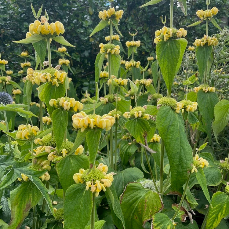 Phlomis russeliana