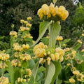 Phlomis russeliana 2