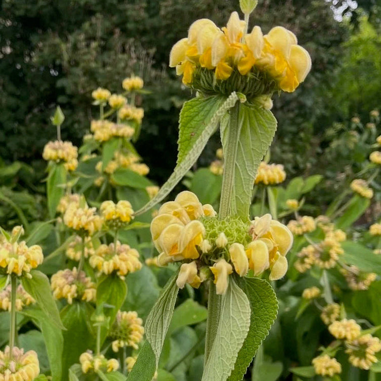 Phlomis russeliana 2